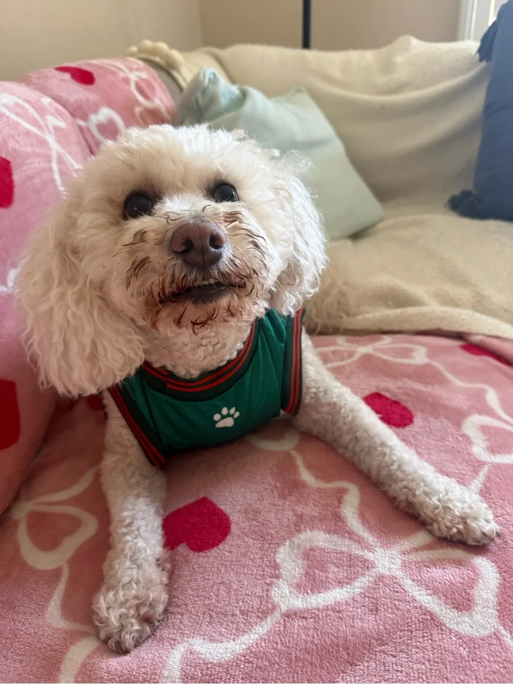 Mexico soccer jersey for 30 lb Dog